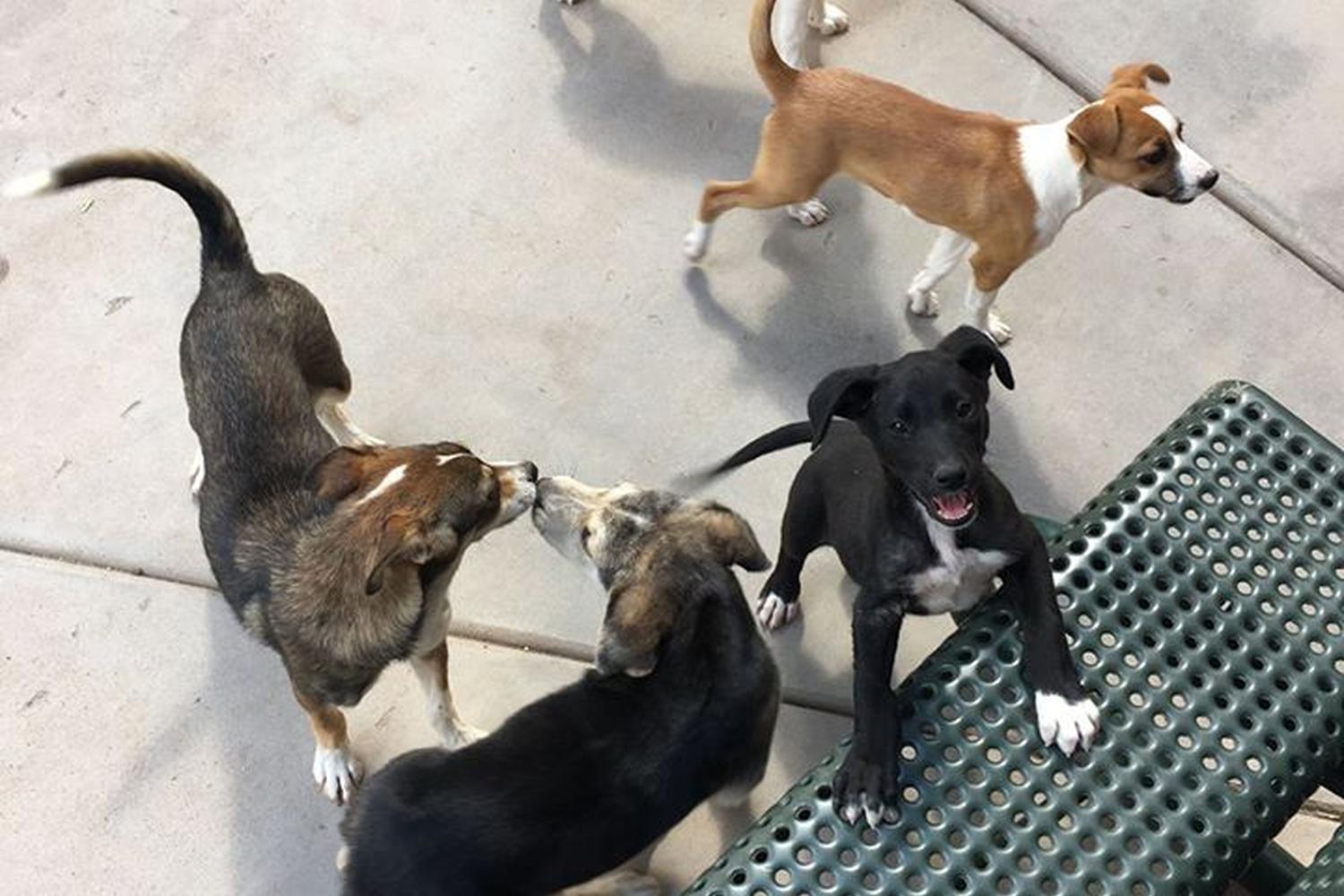 The Aspen Animal Shelter 1