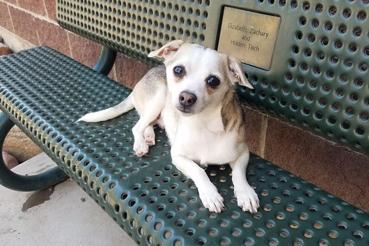 The Aspen Animal Shelter 0