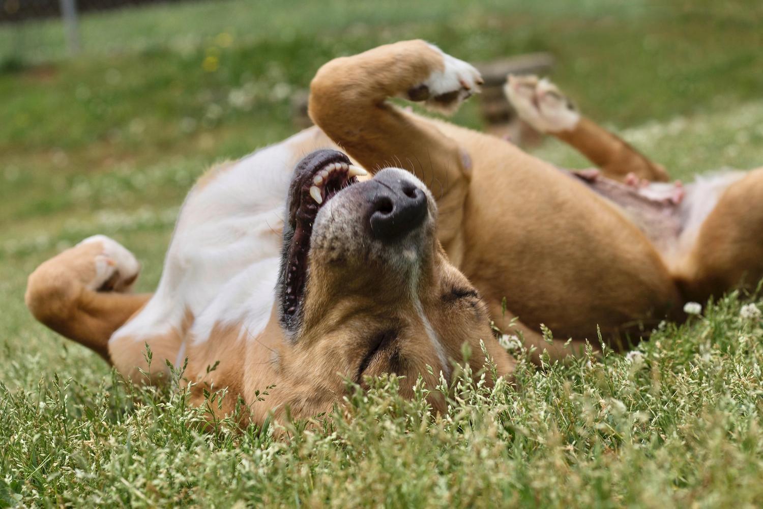 Greenville County Animal Care 7