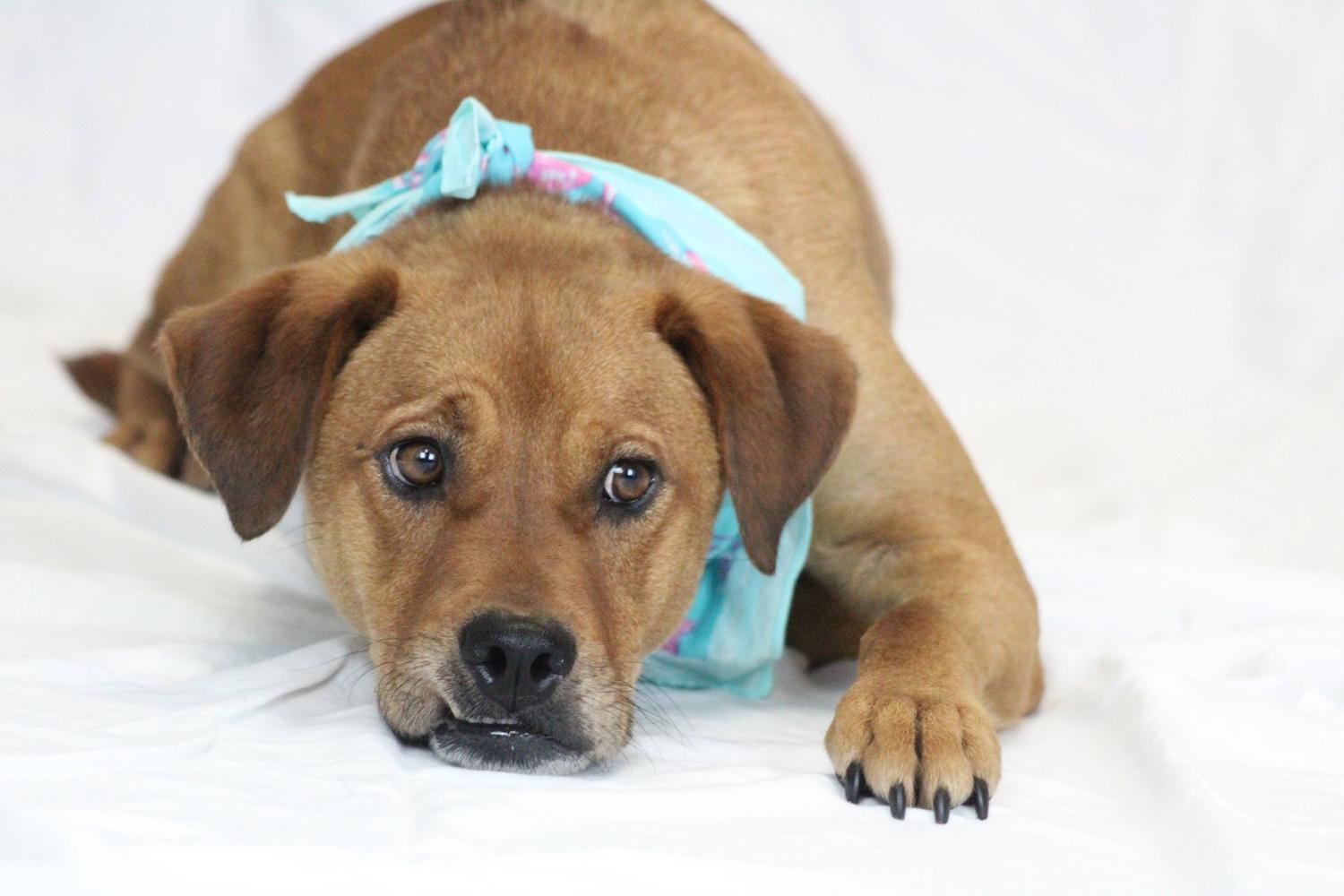 Greenville County Animal Care 5