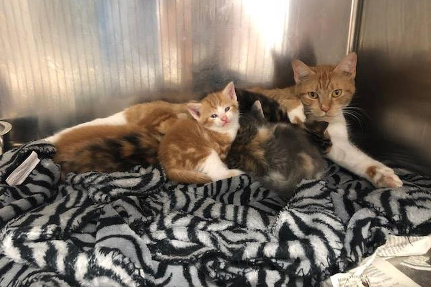 J.B. Ogle Animal Shelter 2