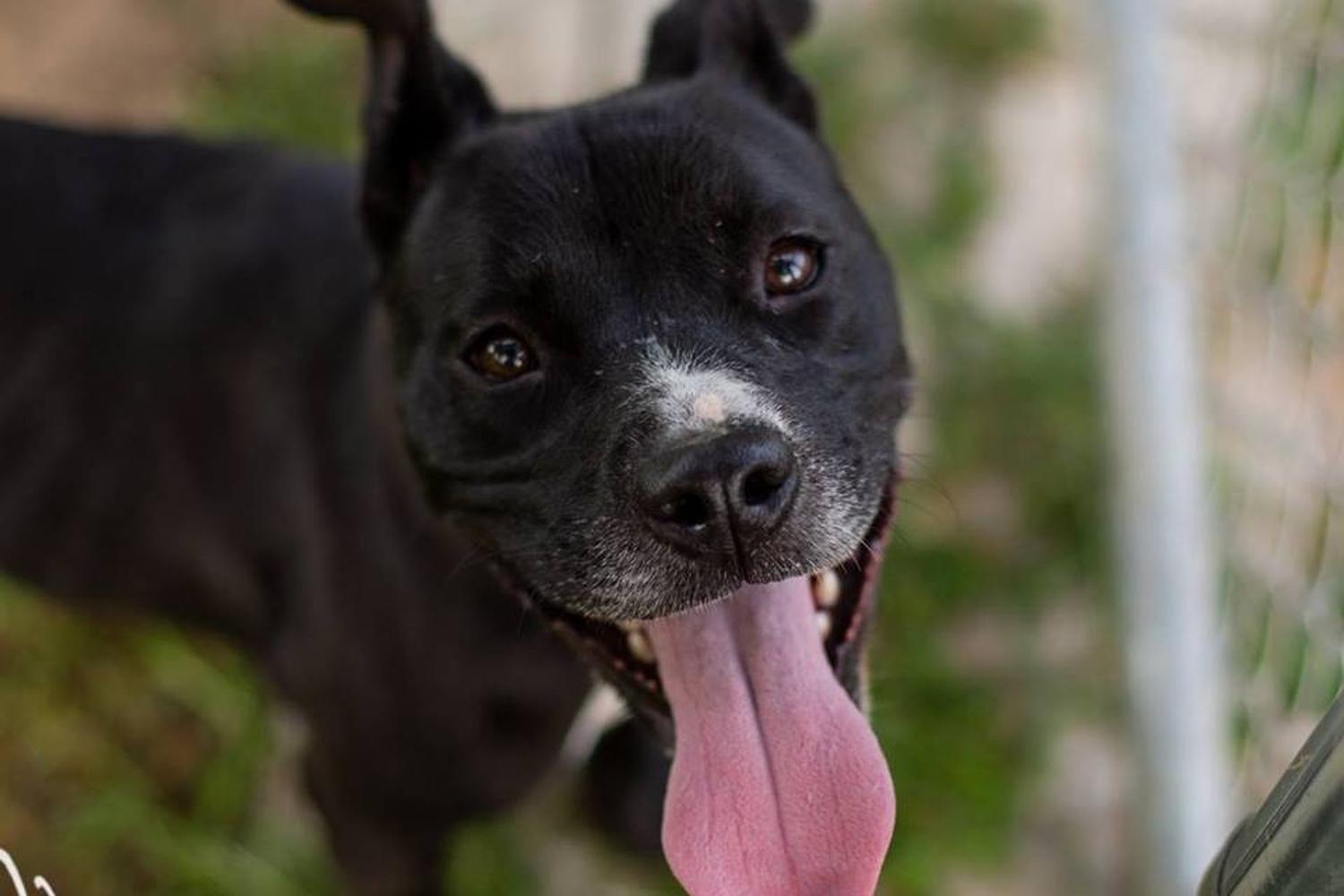J.B. Ogle Animal Shelter 0