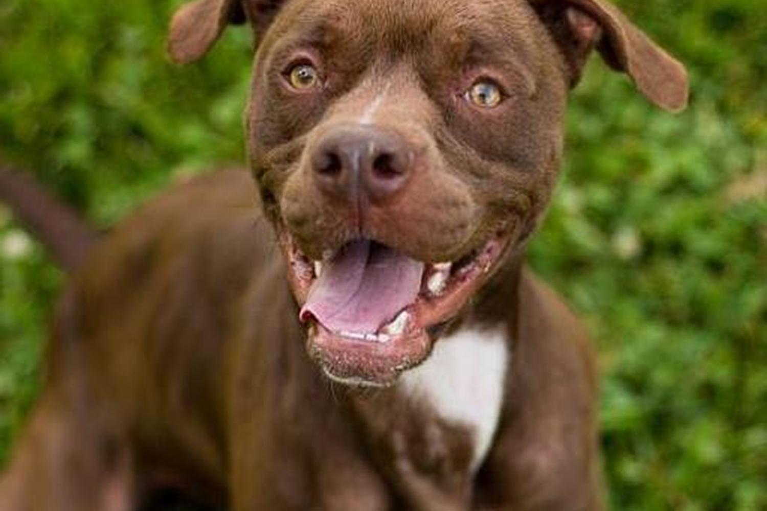 J.B. Ogle Animal Shelter 1