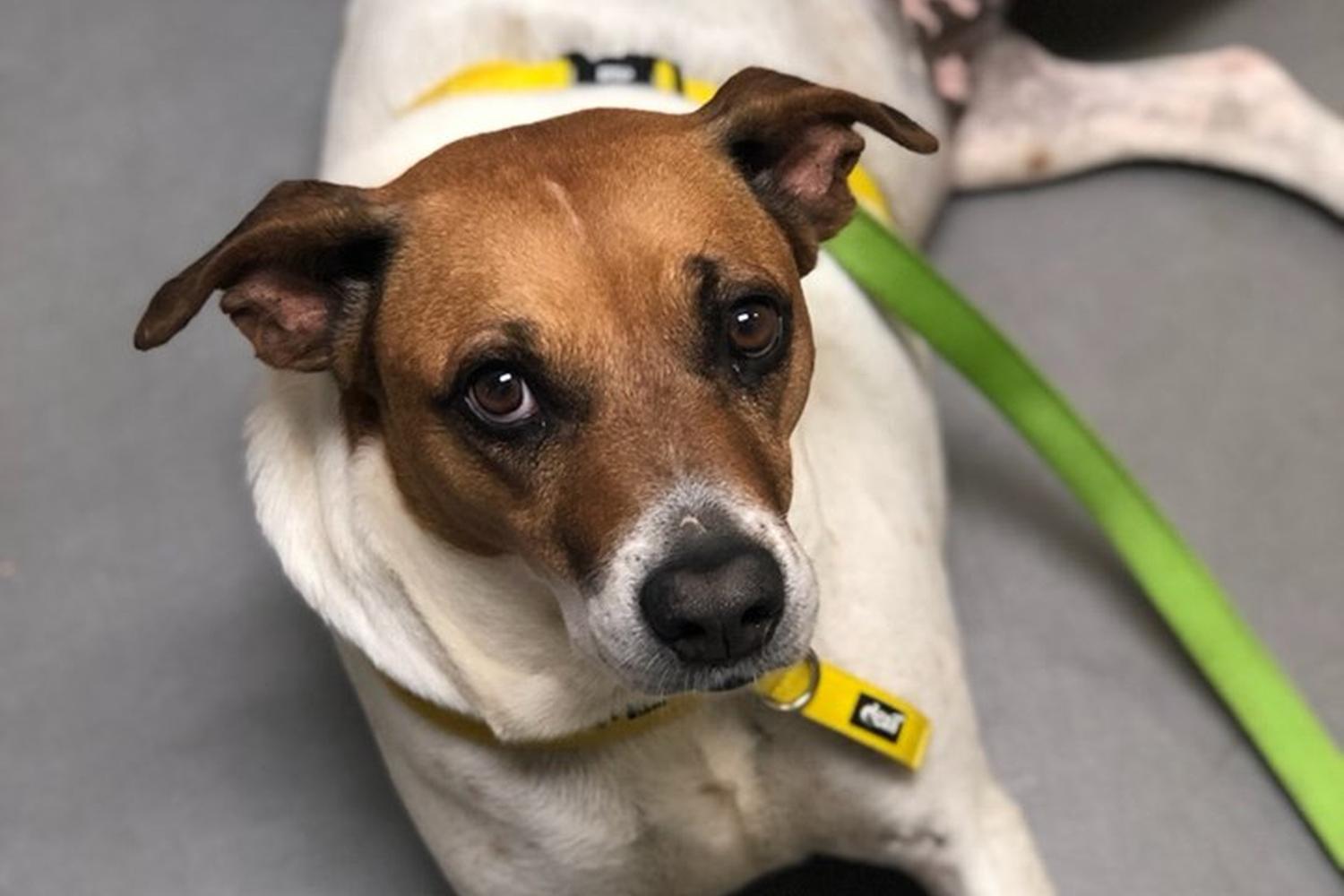 Dorchester Paws 4
