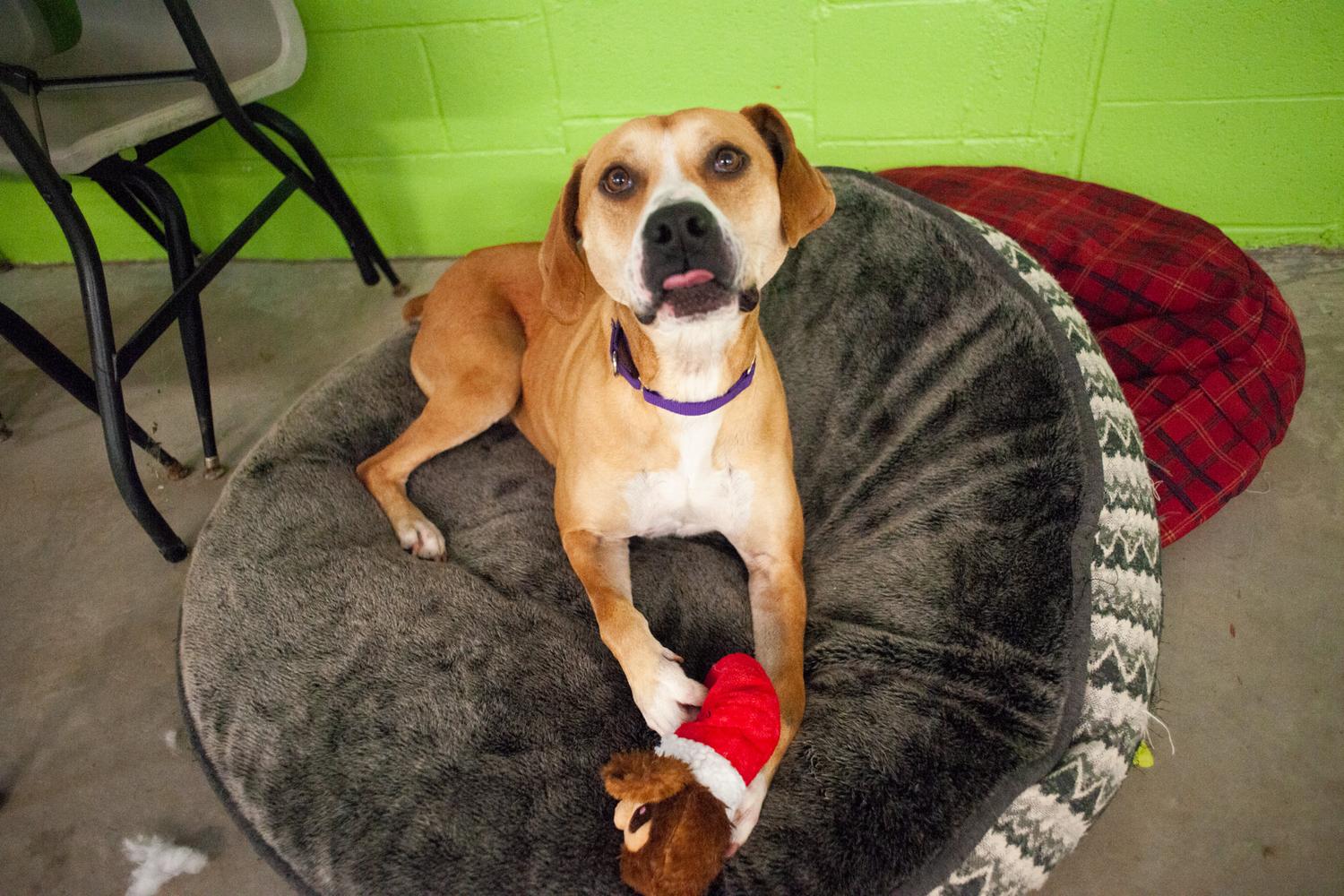 Paws Crossed Animal Rescue 2