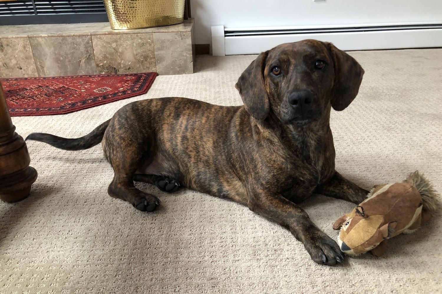 Paws Crossed Animal Rescue 4