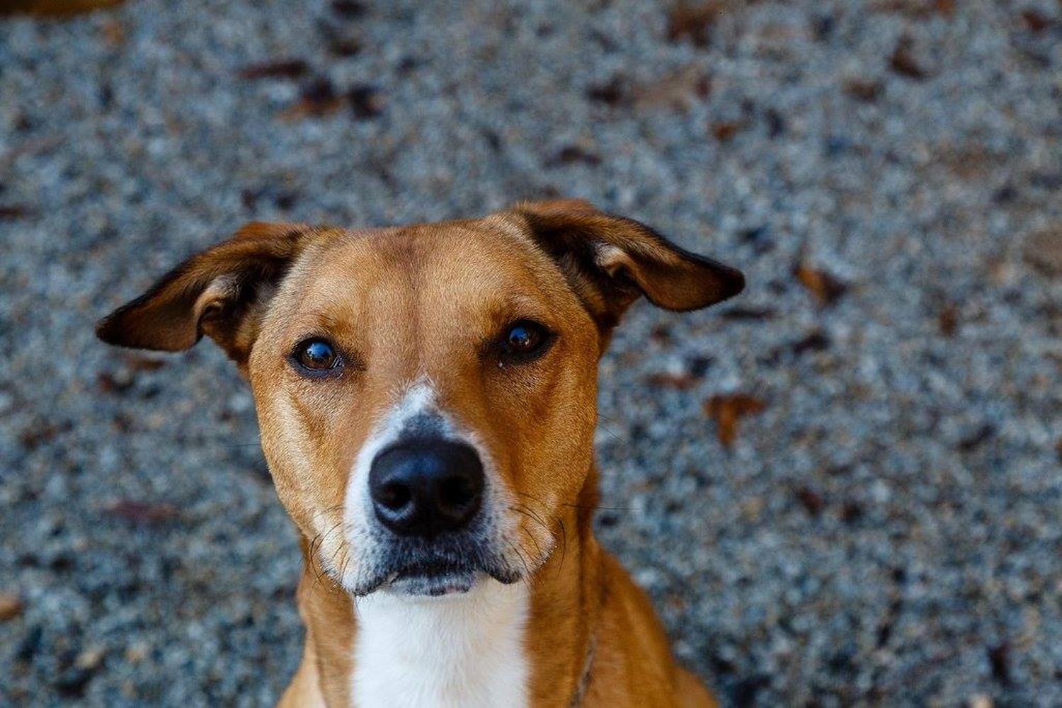 PAWS Atlanta 4