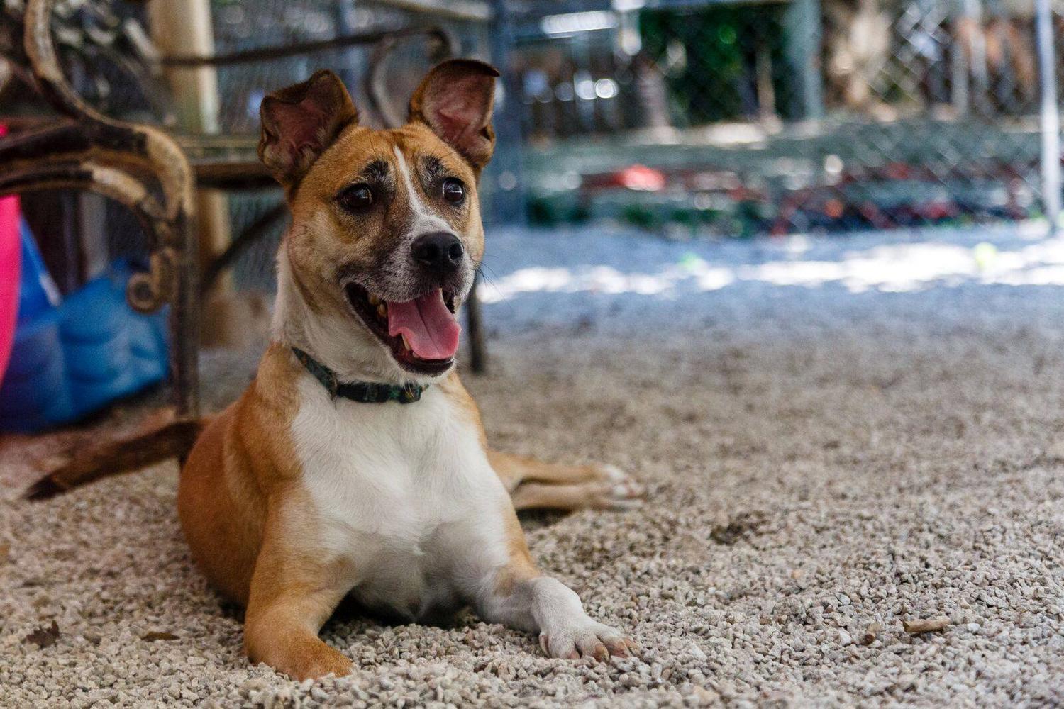 PAWS Atlanta 1