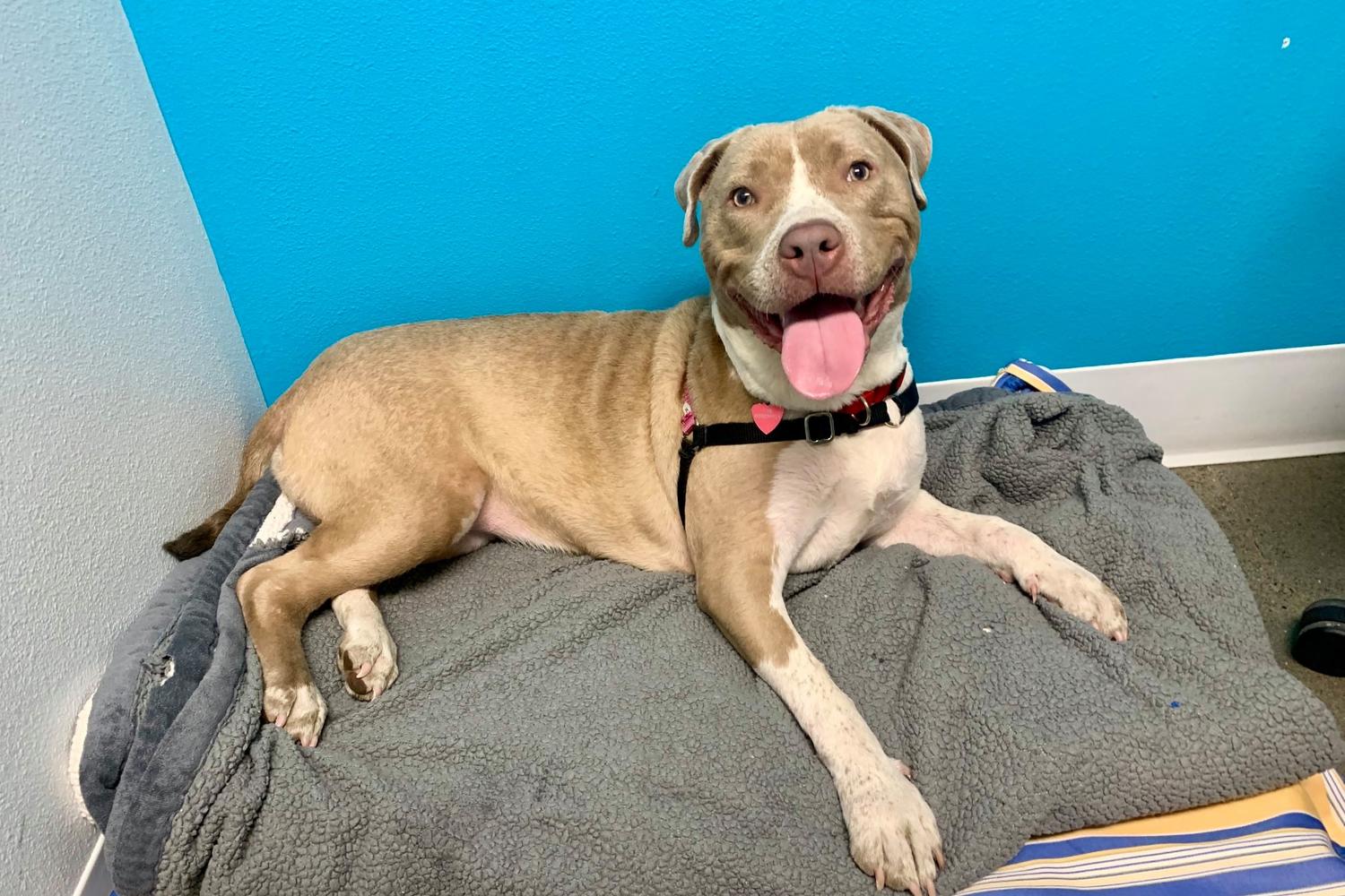 Emerald City Pet Rescue 5