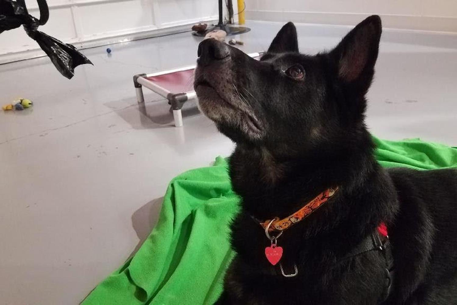 Emerald City Pet Rescue 4