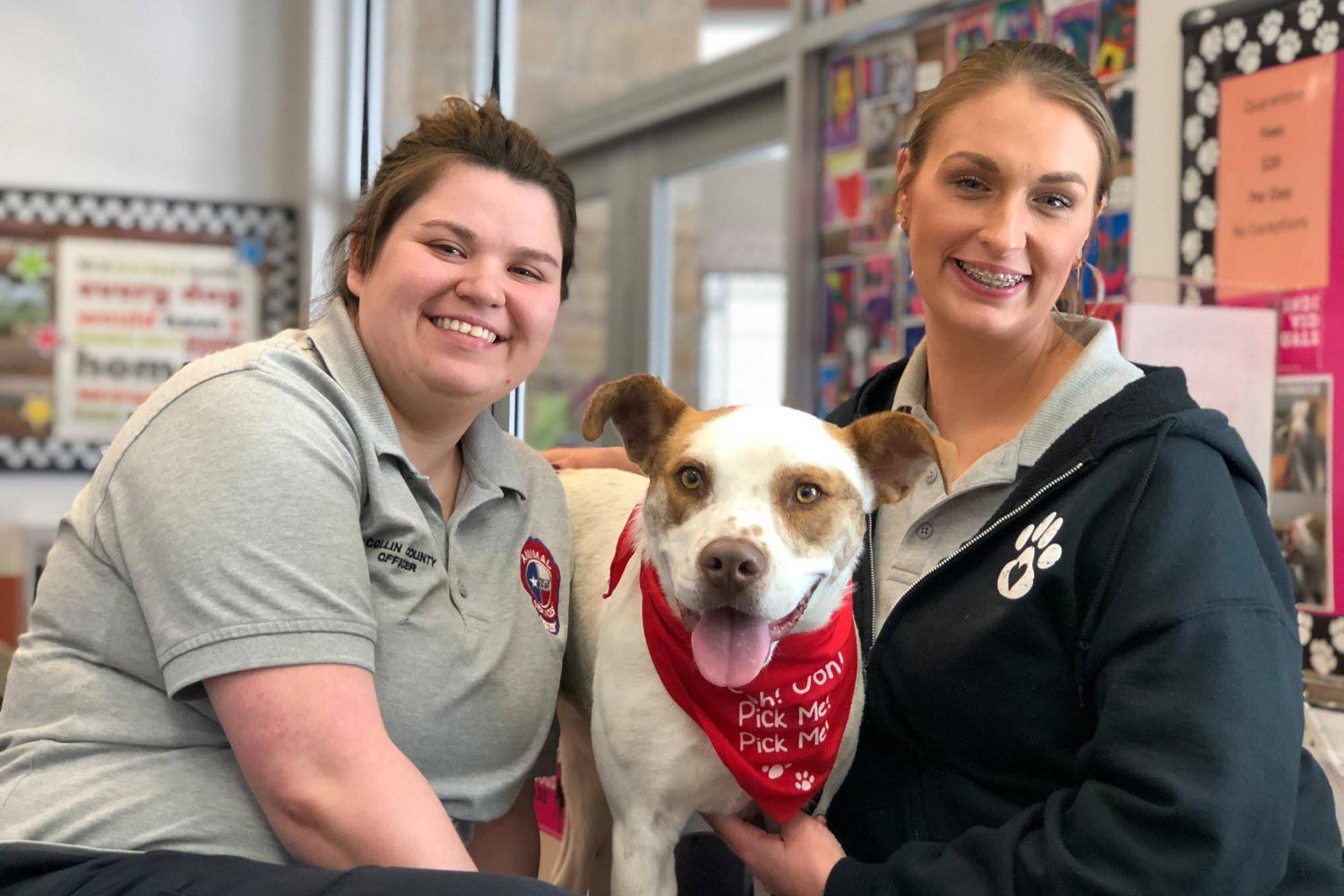 Collin County Animal Services 2