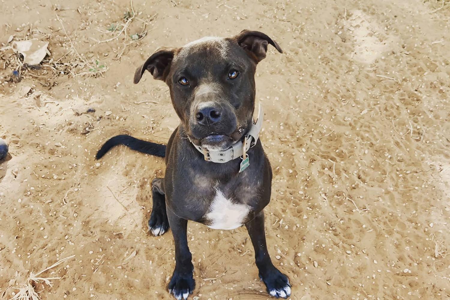 Paws Ranch Rescue & Animal Sanctuary 5