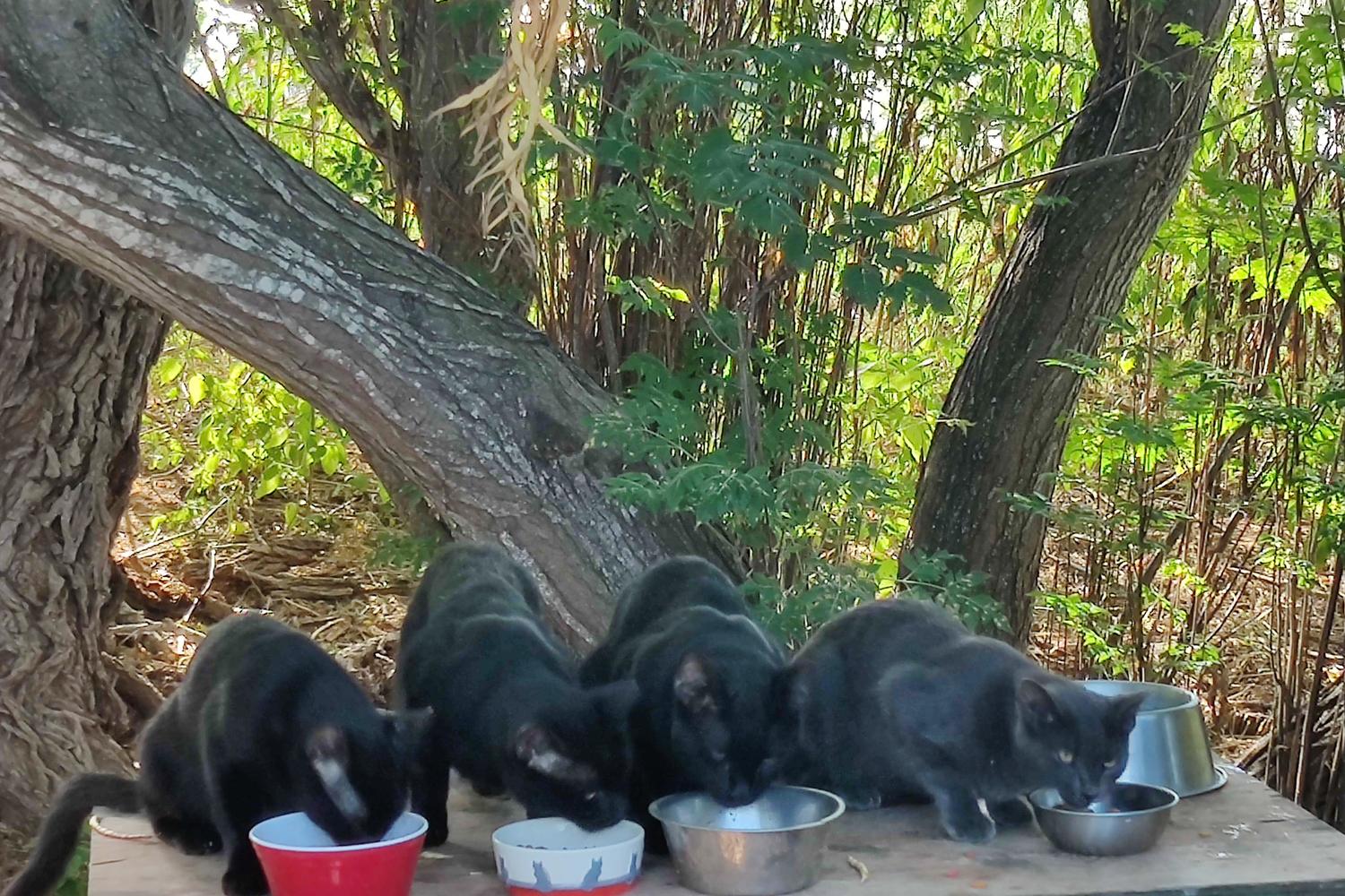 Paws Ranch Rescue & Animal Sanctuary 4