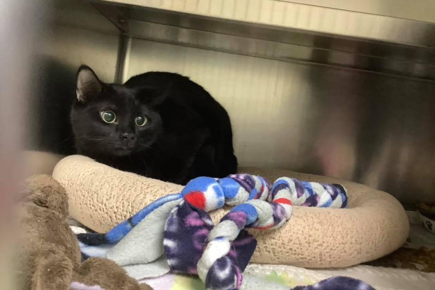 Northwoods Humane Society 4