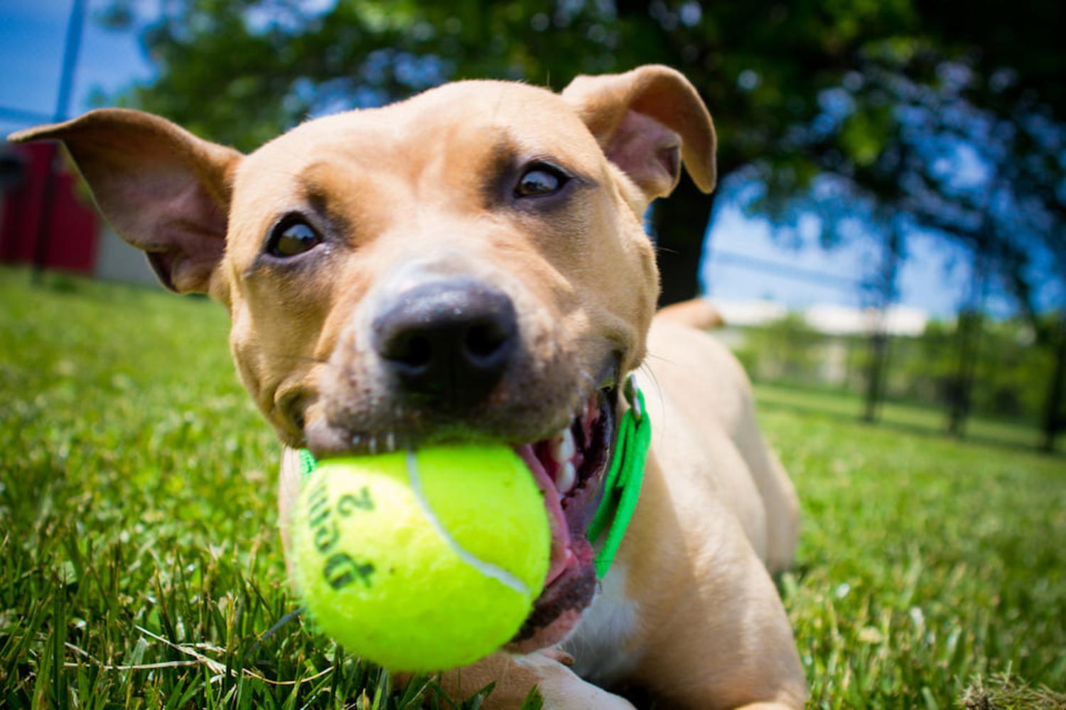 Animal Rescue League of Iowa 1