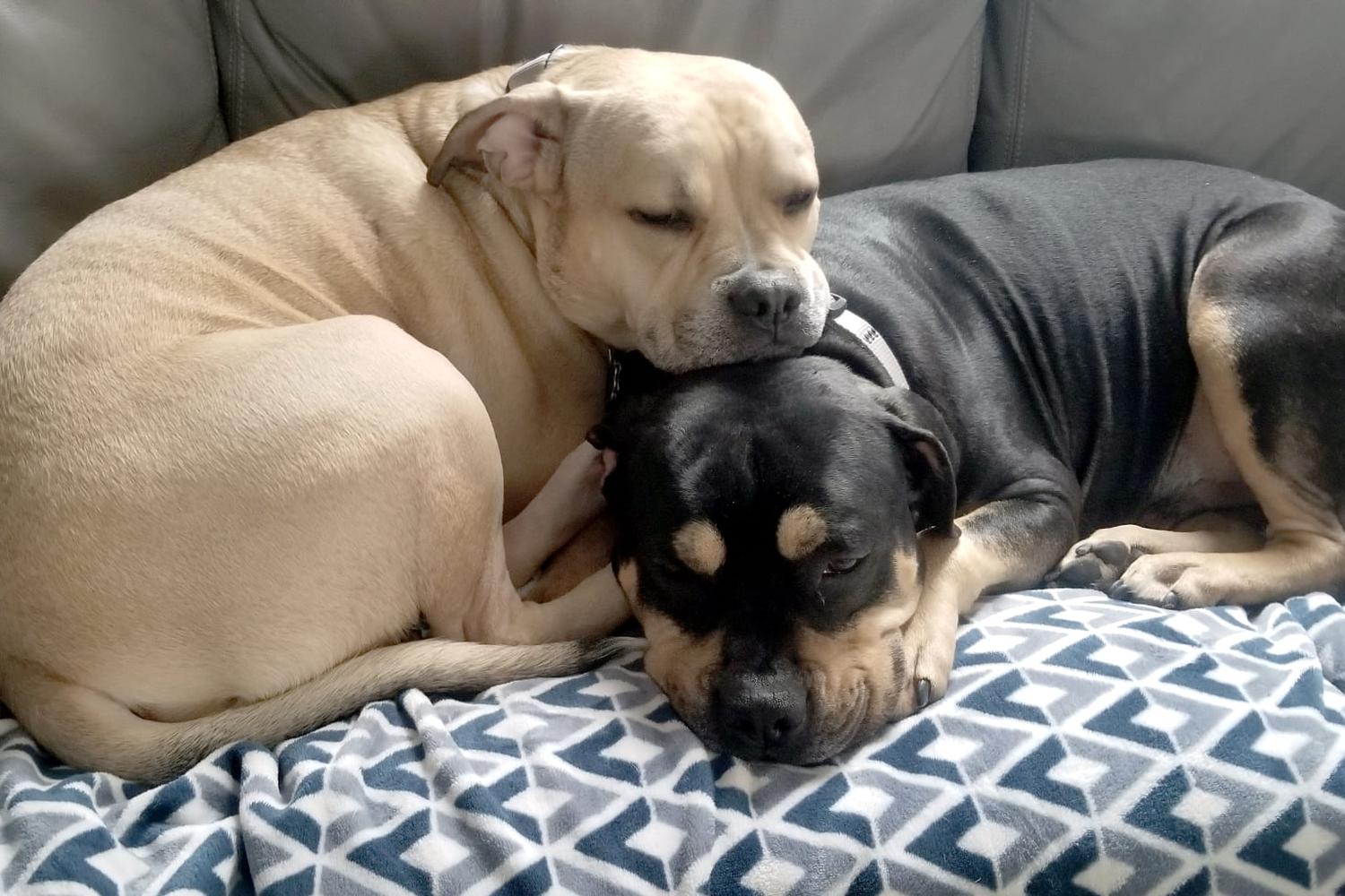 Animal Rescue League of Iowa 0