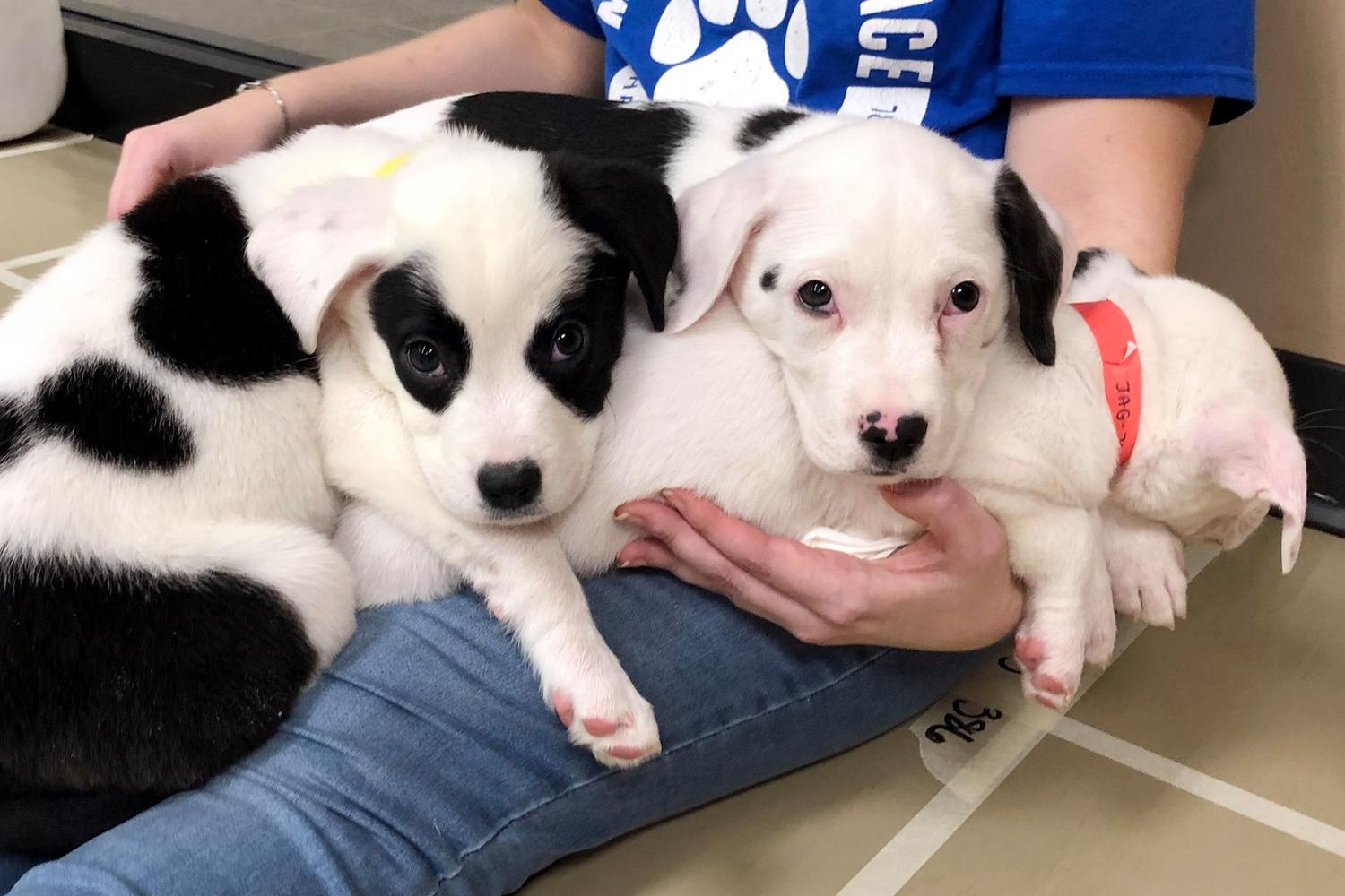 Animal Rescue League of Iowa 5