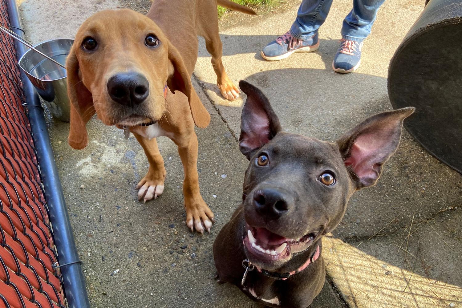 Animal Welfare Society 1