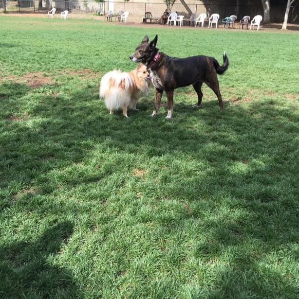 Woodglen Vista Dog Park 2