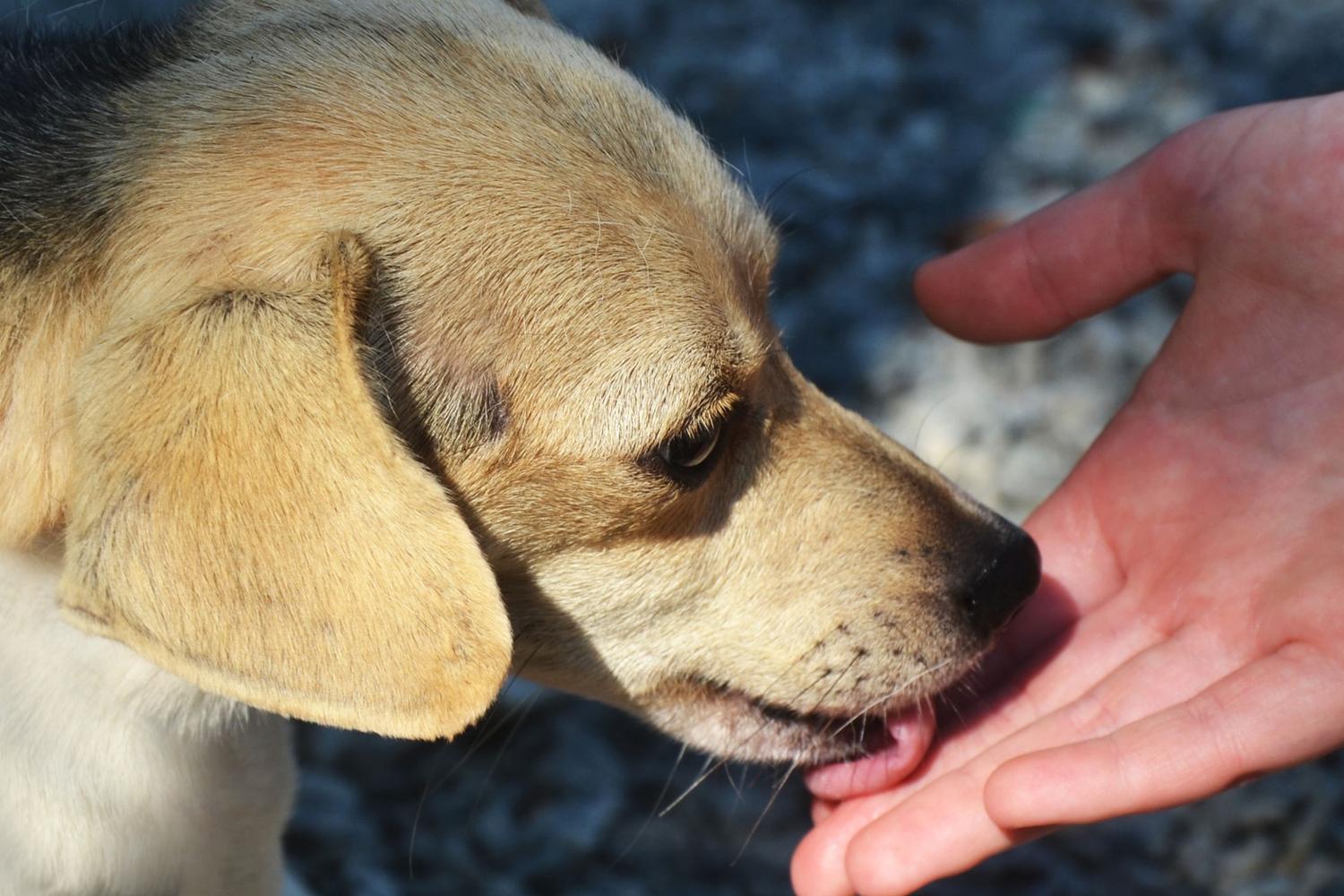 Foothills Humane Society 0