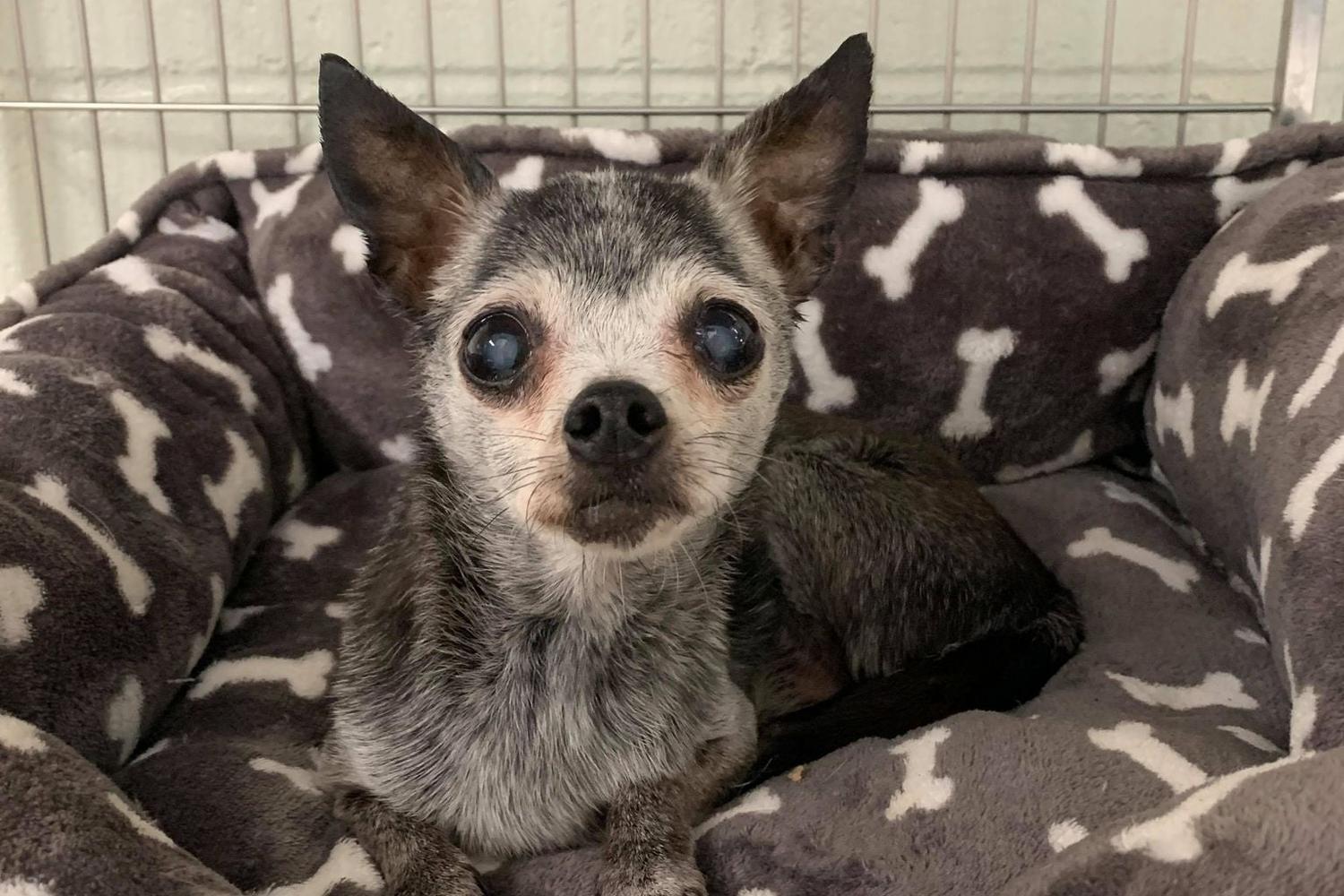 Foothills Humane Society 1