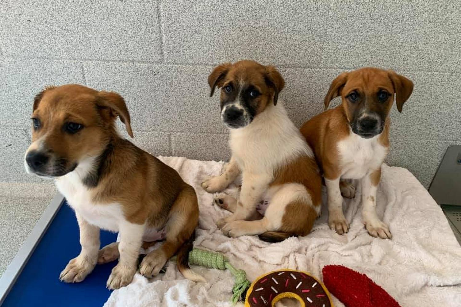 Foothills Humane Society 2