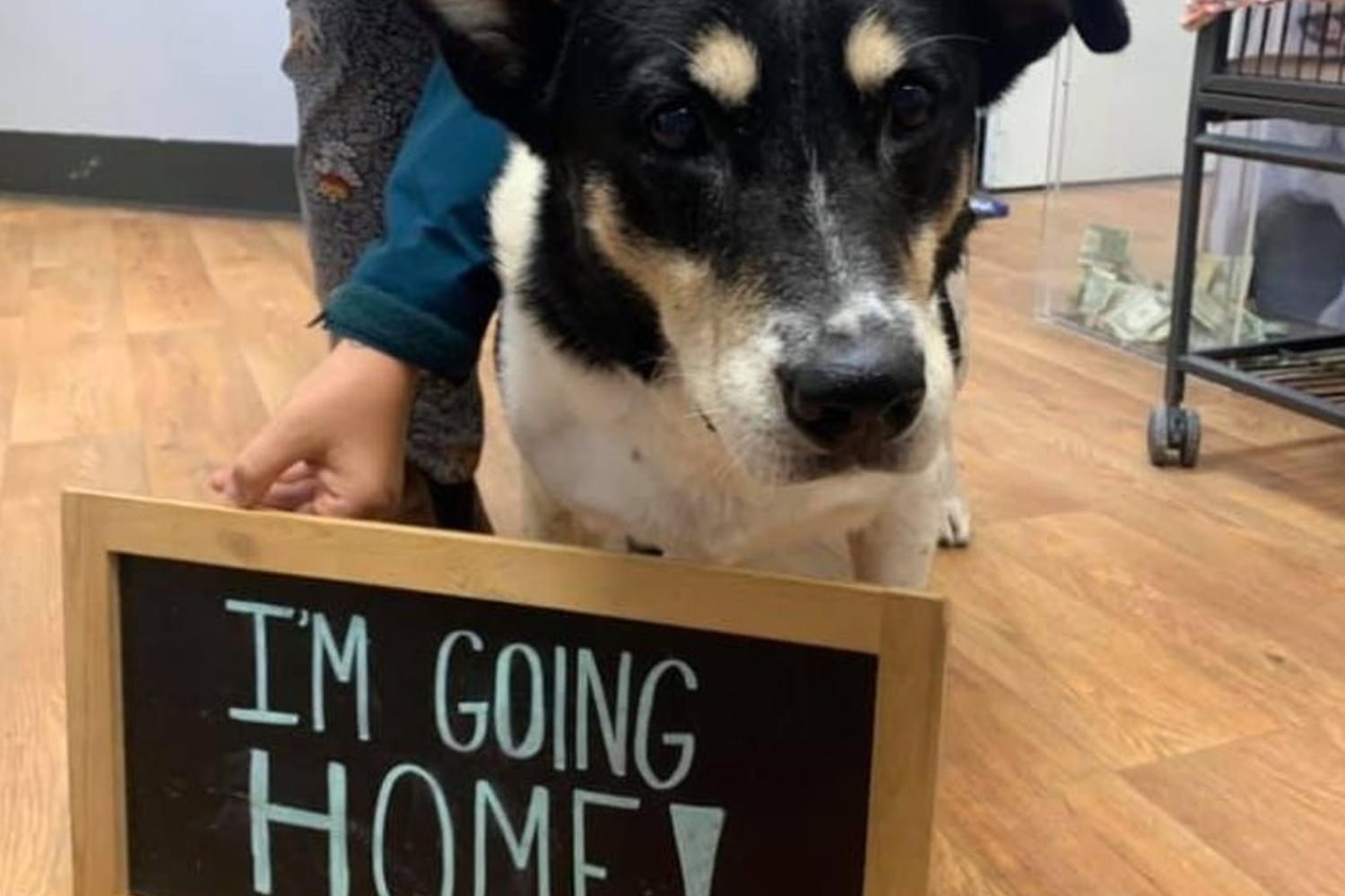 Foothills Humane Society 4