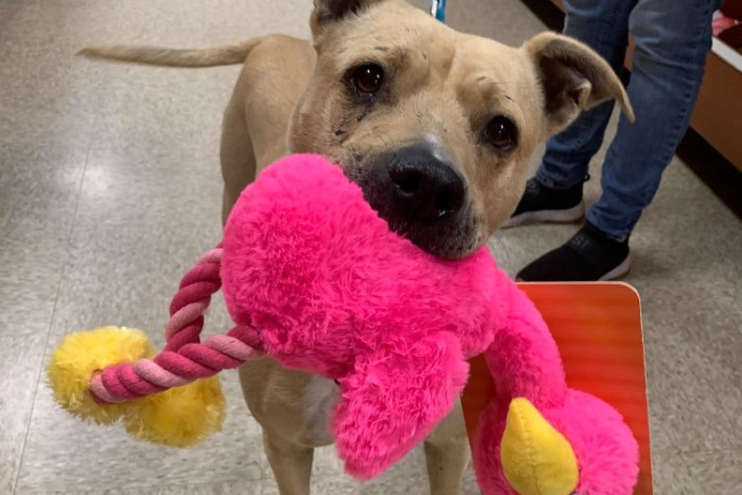 Foothills Humane Society 3