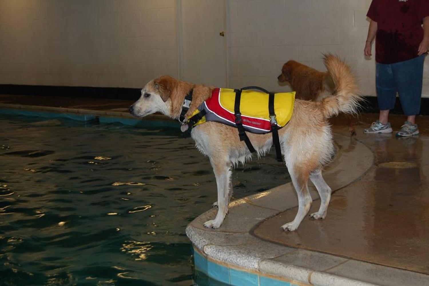 Therapy Pets Unlimited, Inc. 1