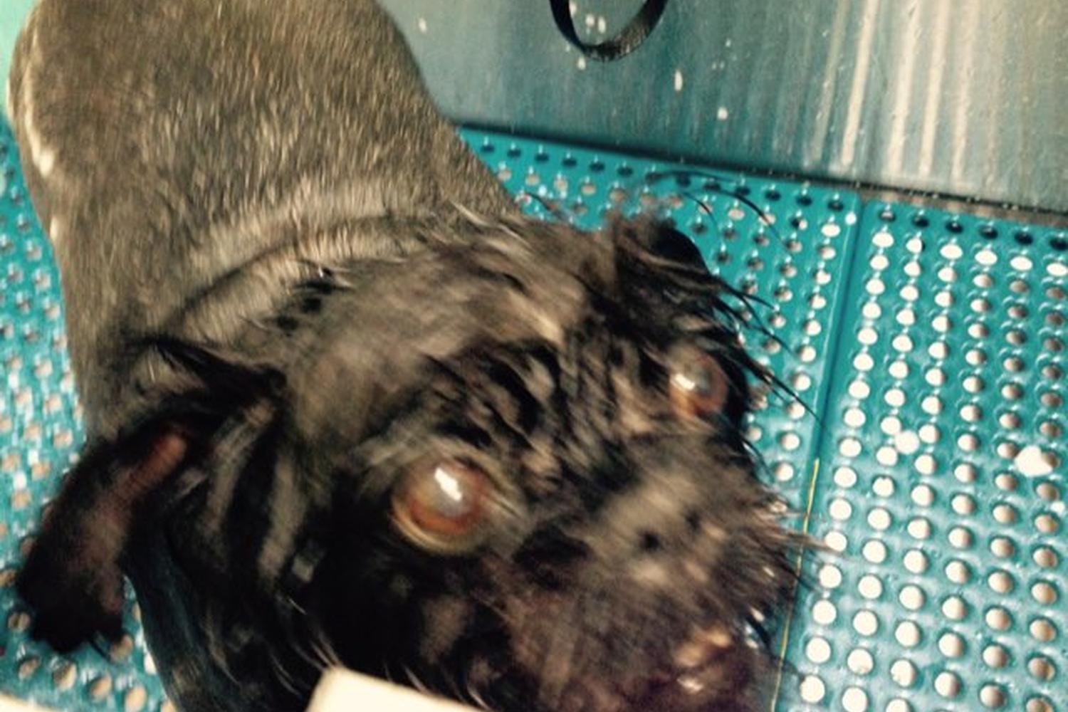 The Pet Wash 3