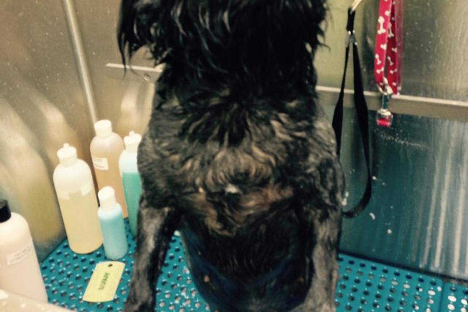 The Pet Wash 1