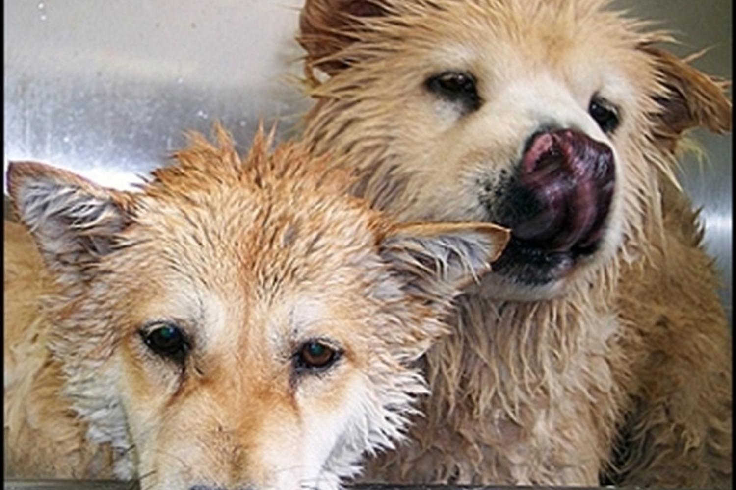 The Pet Wash 0