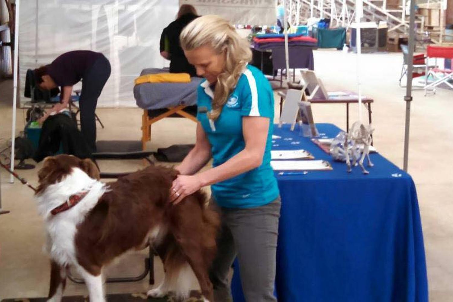 Chiro4Critters - Animal Chiropractic Services 1