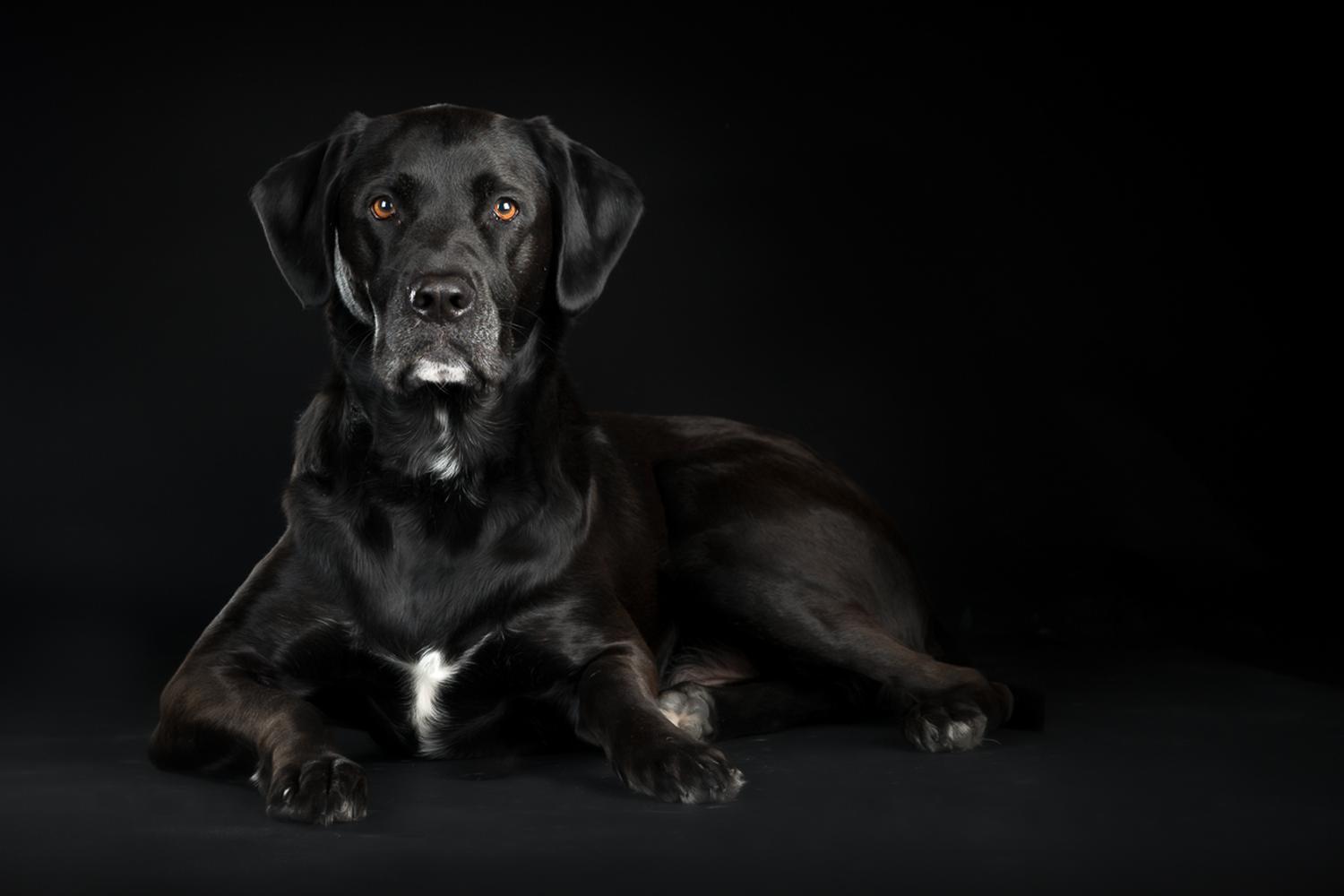 Stacey Gammon Pet Photography 0