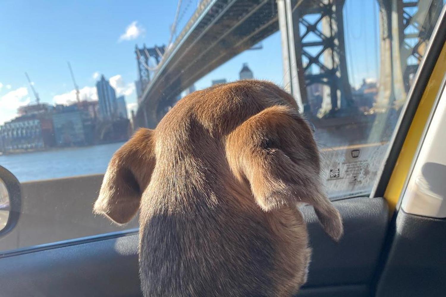 Pet Cab NYC 3