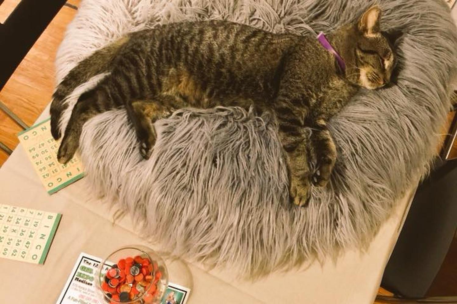 Catfe Lounge 4