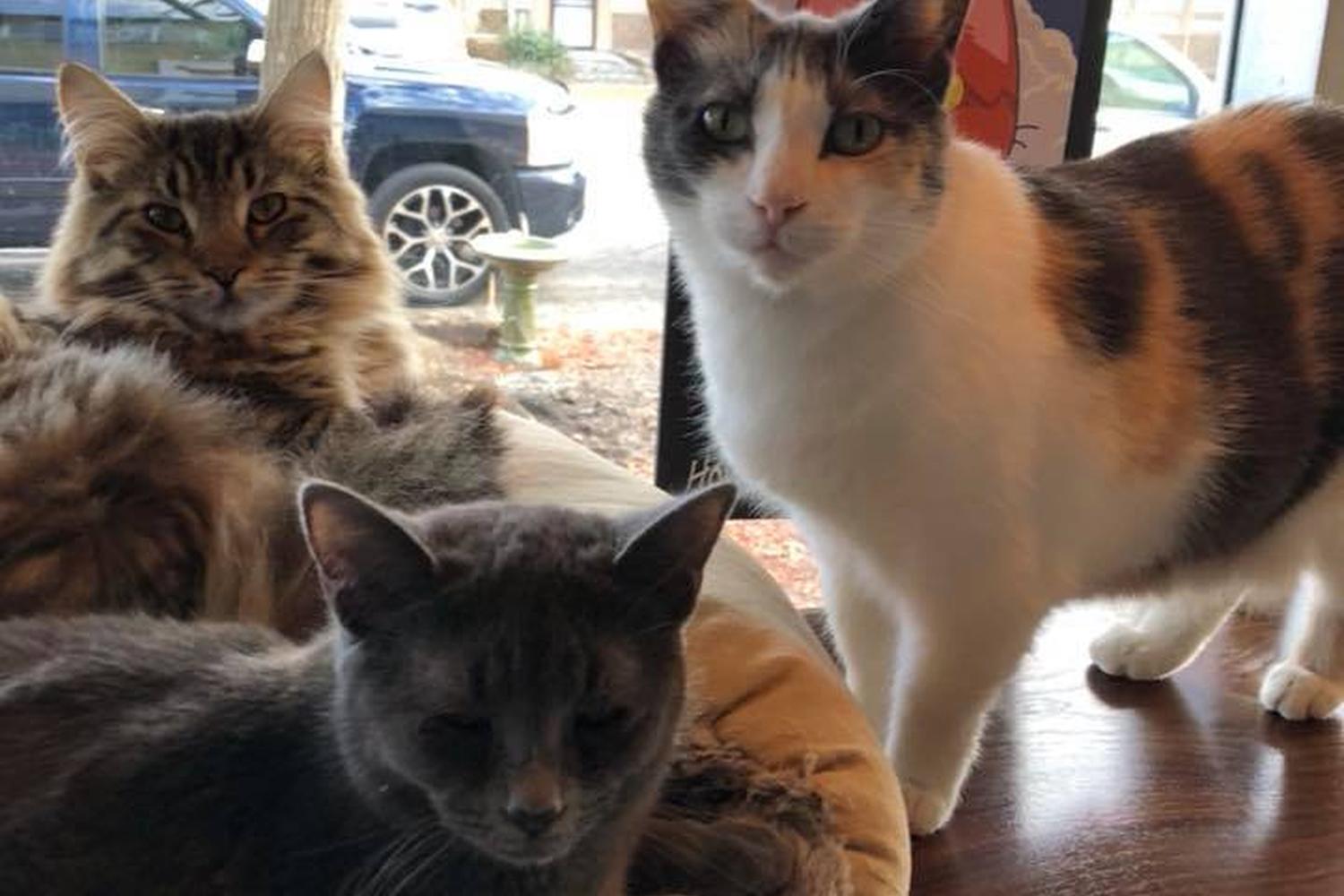 Catfe Lounge 3