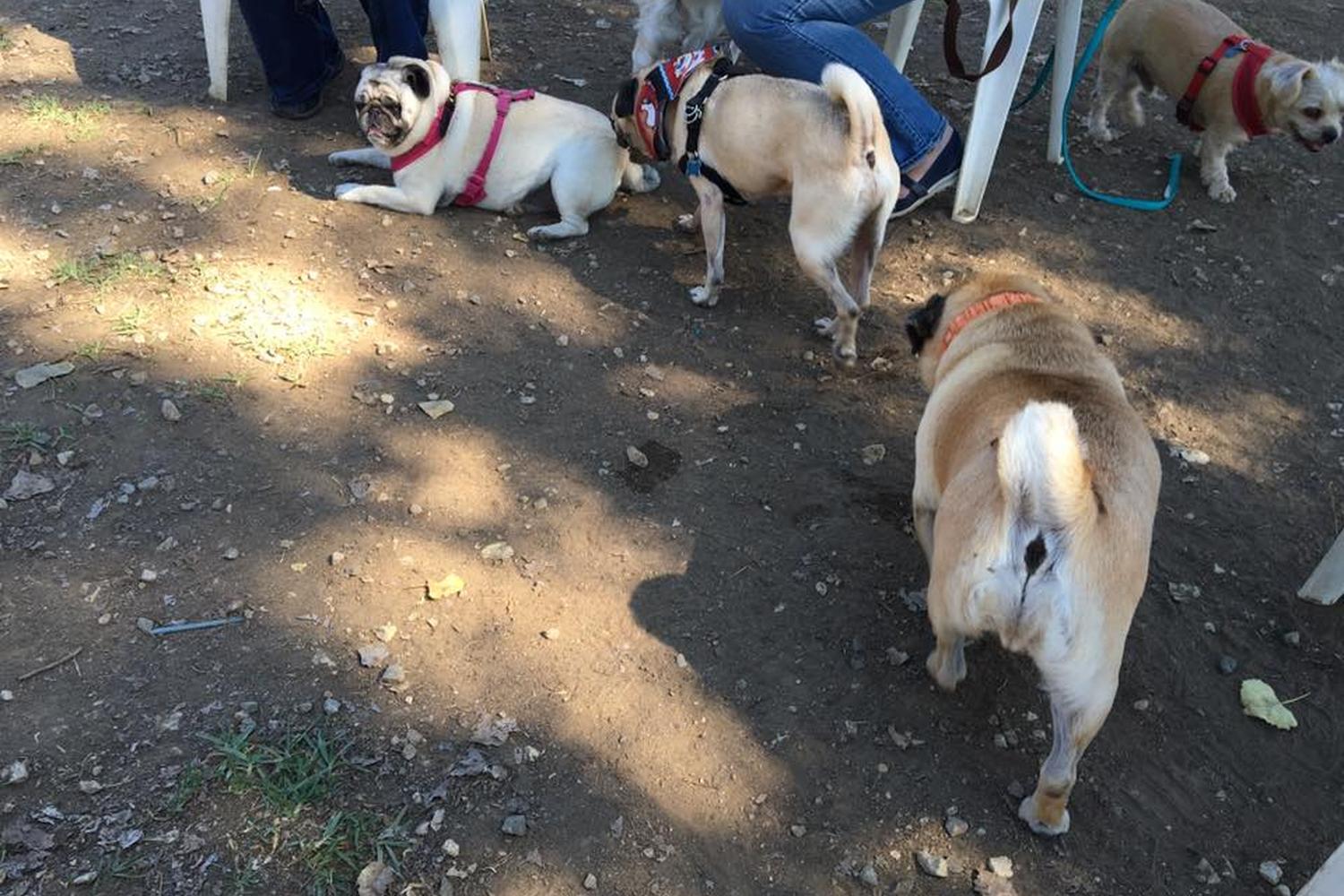 Sepulveda Basin Off-Leash Dog Park 1
