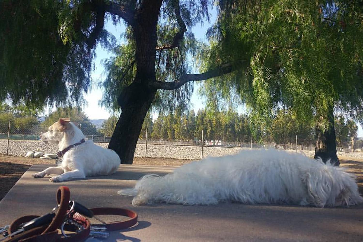 Sepulveda Basin Off-Leash Dog Park 3