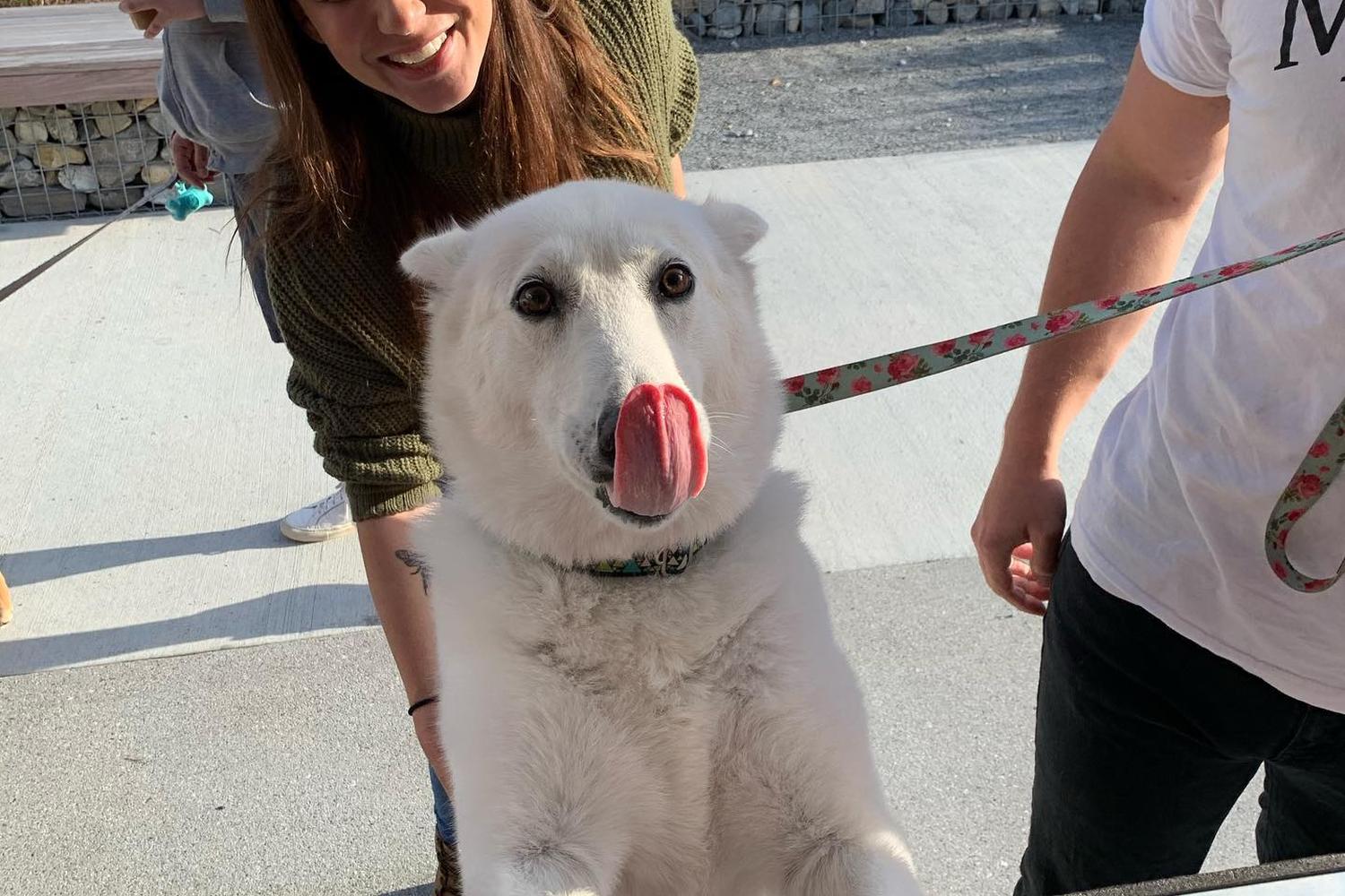Four-Legged Foodie 1