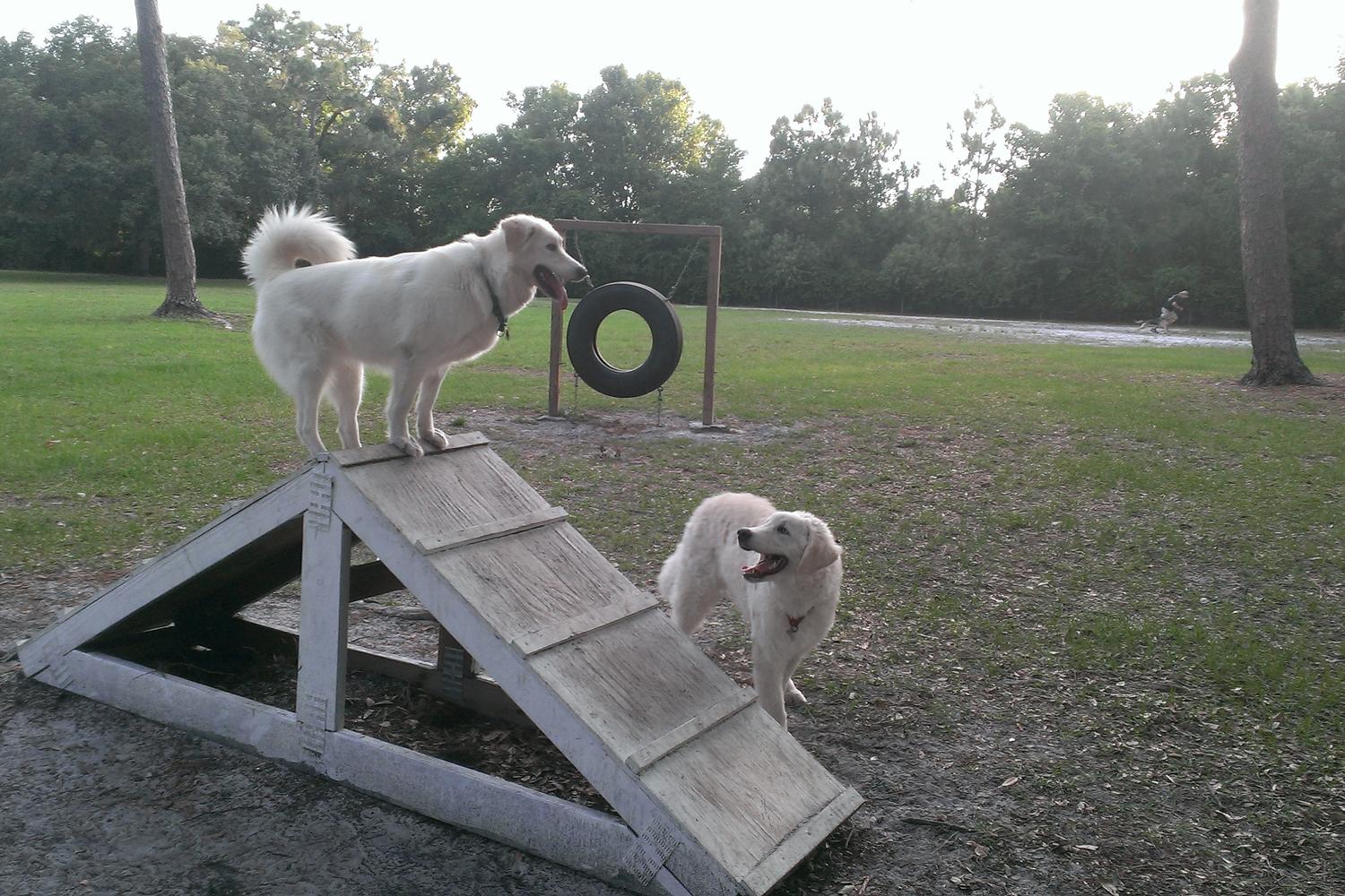 West Park Dog Park 2