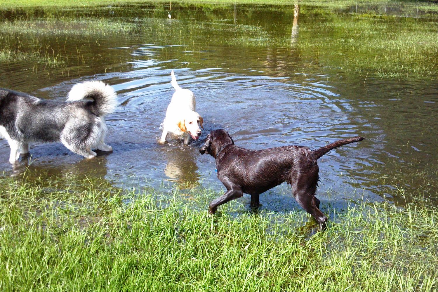 West Park Dog Park 3