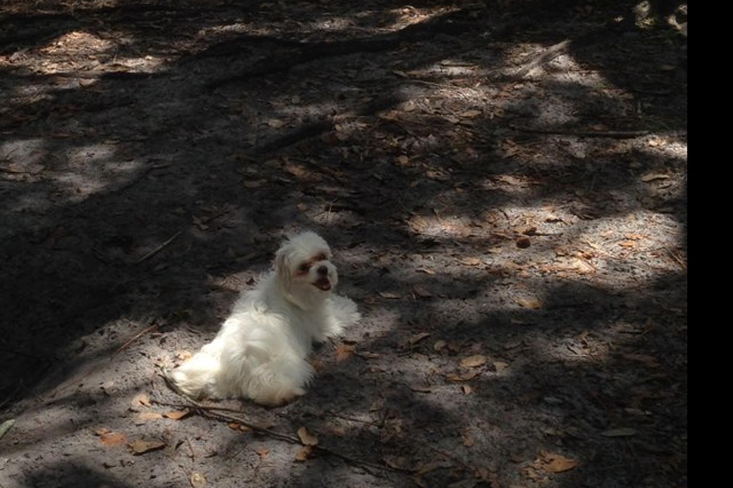 West Park Dog Park 4