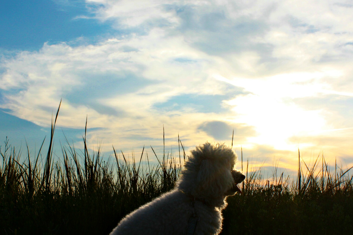 Brittlebank Park 2