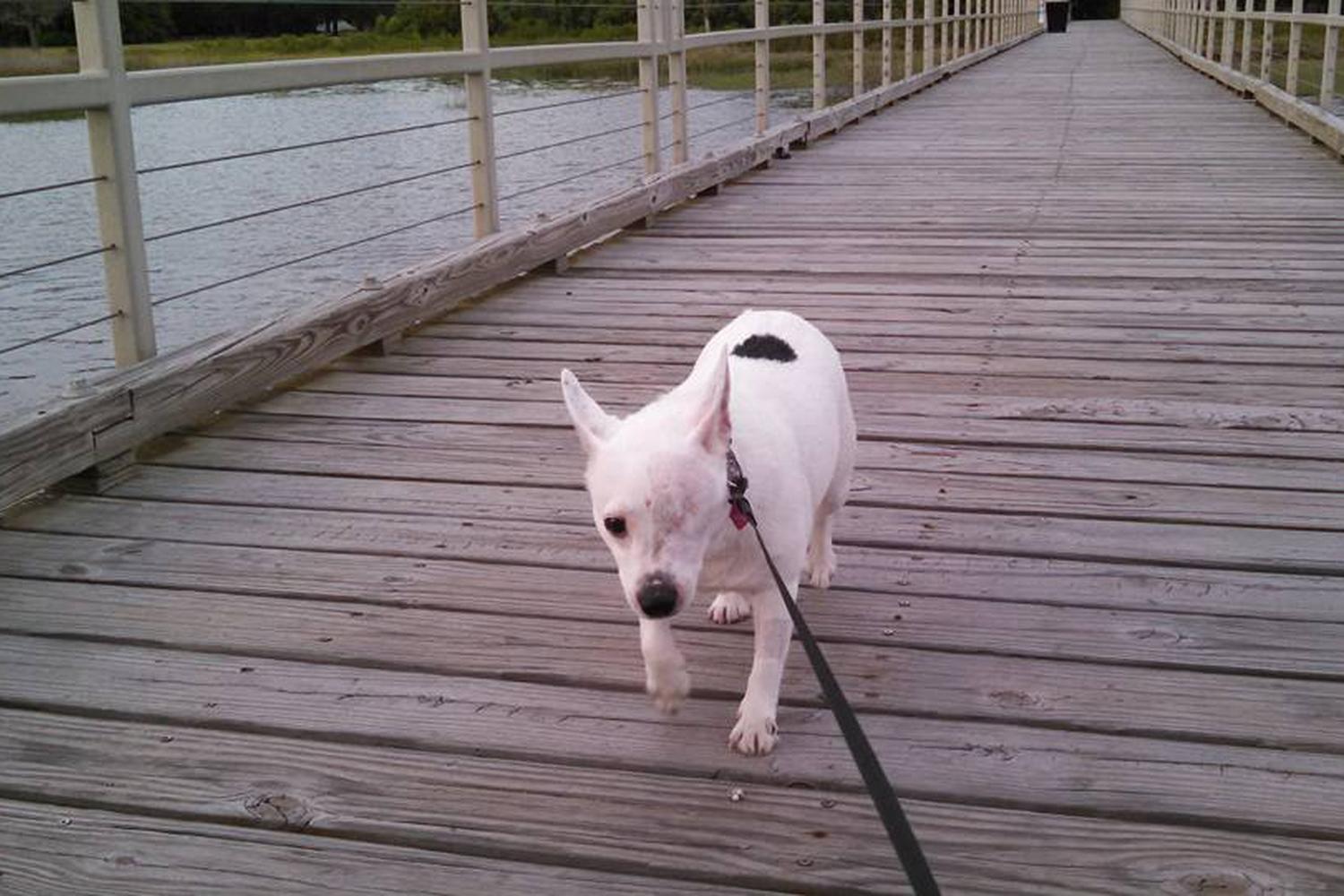 Brittlebank Park 3