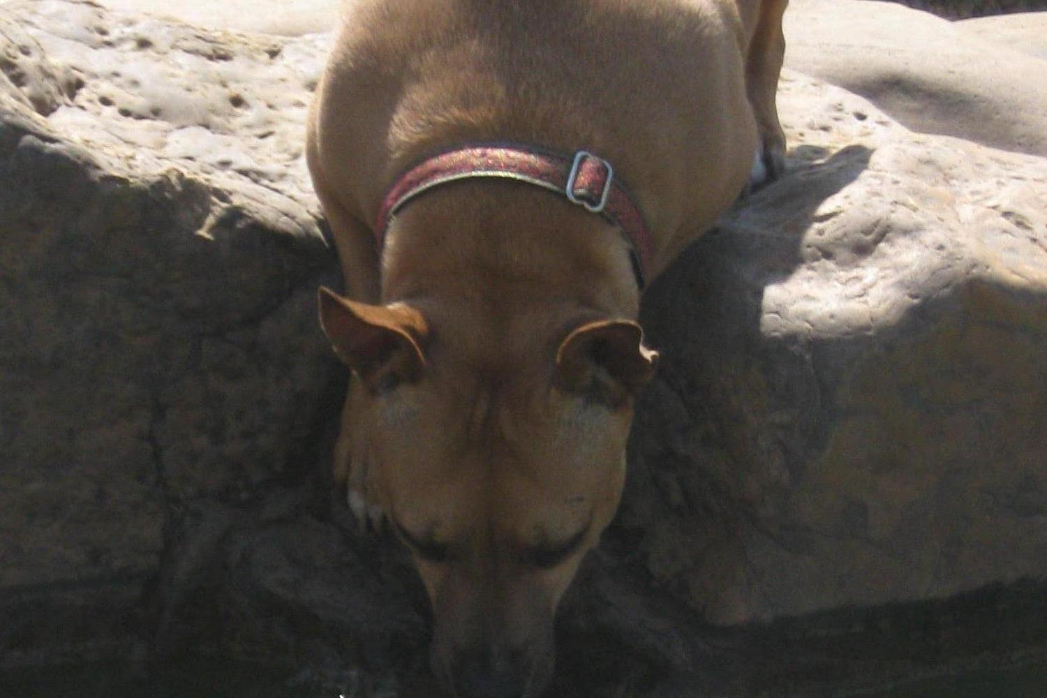 PetSafe Village Dog Park 4