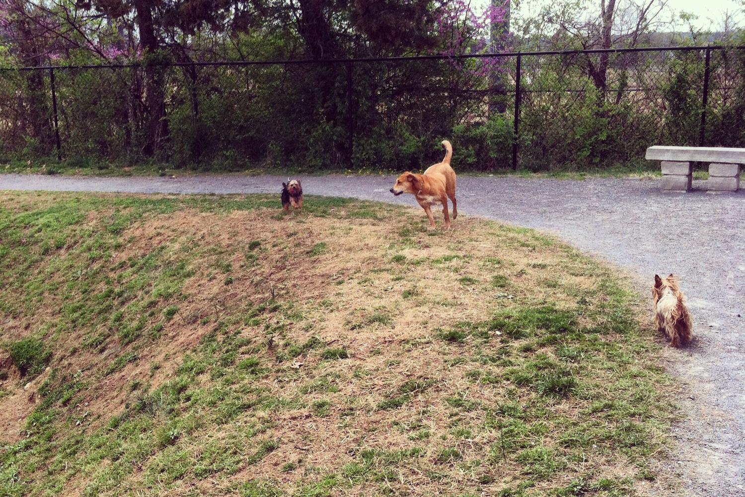 PetSafe Village Dog Park 7