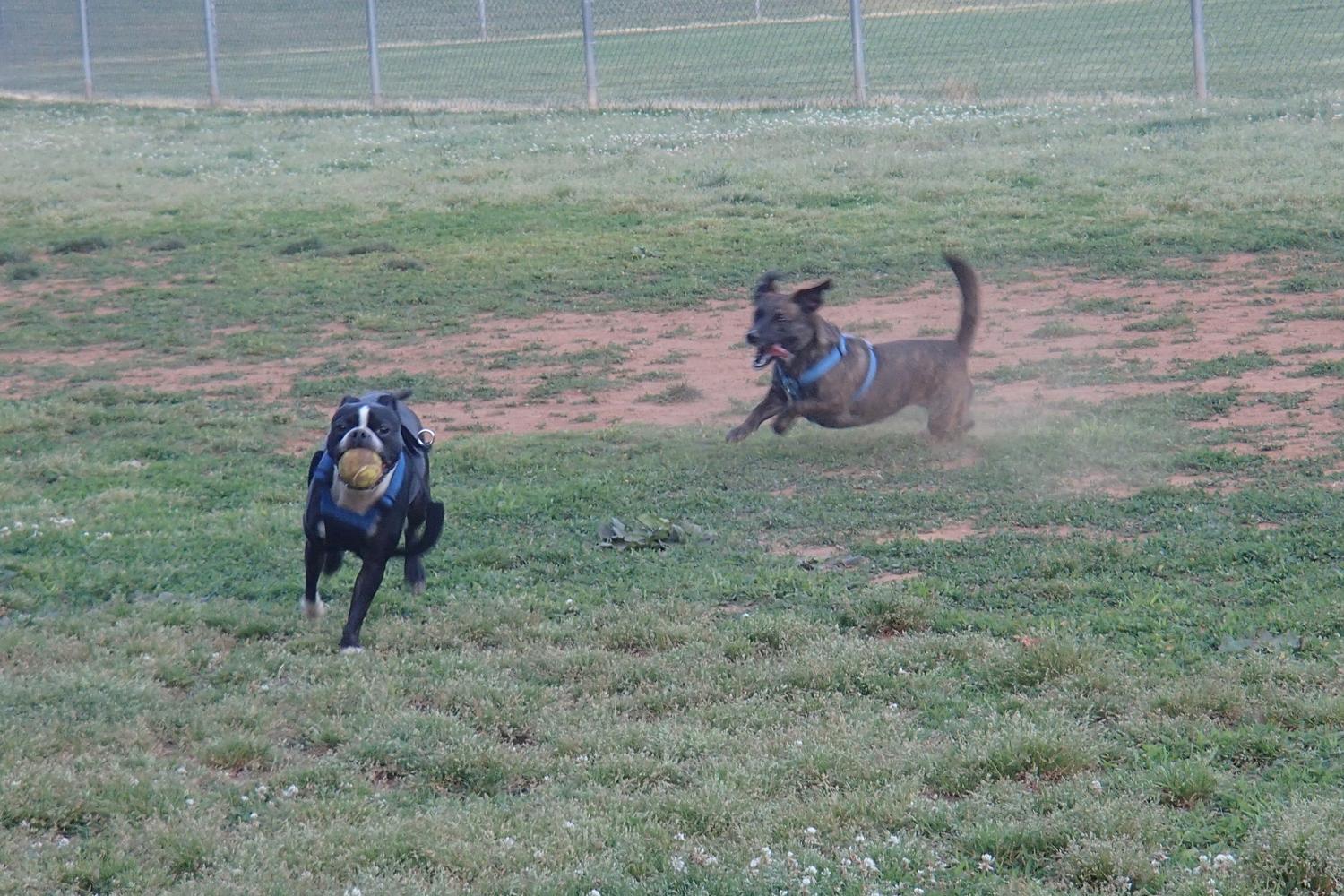 Lewis Dog Park 6
