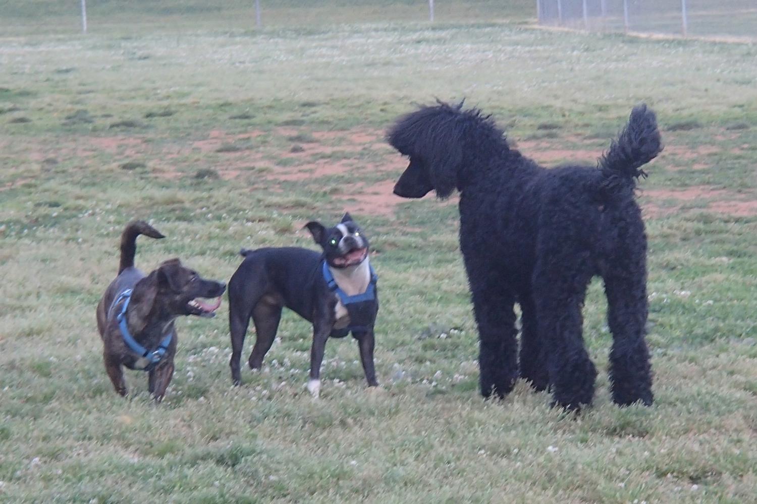 Lewis Dog Park 7