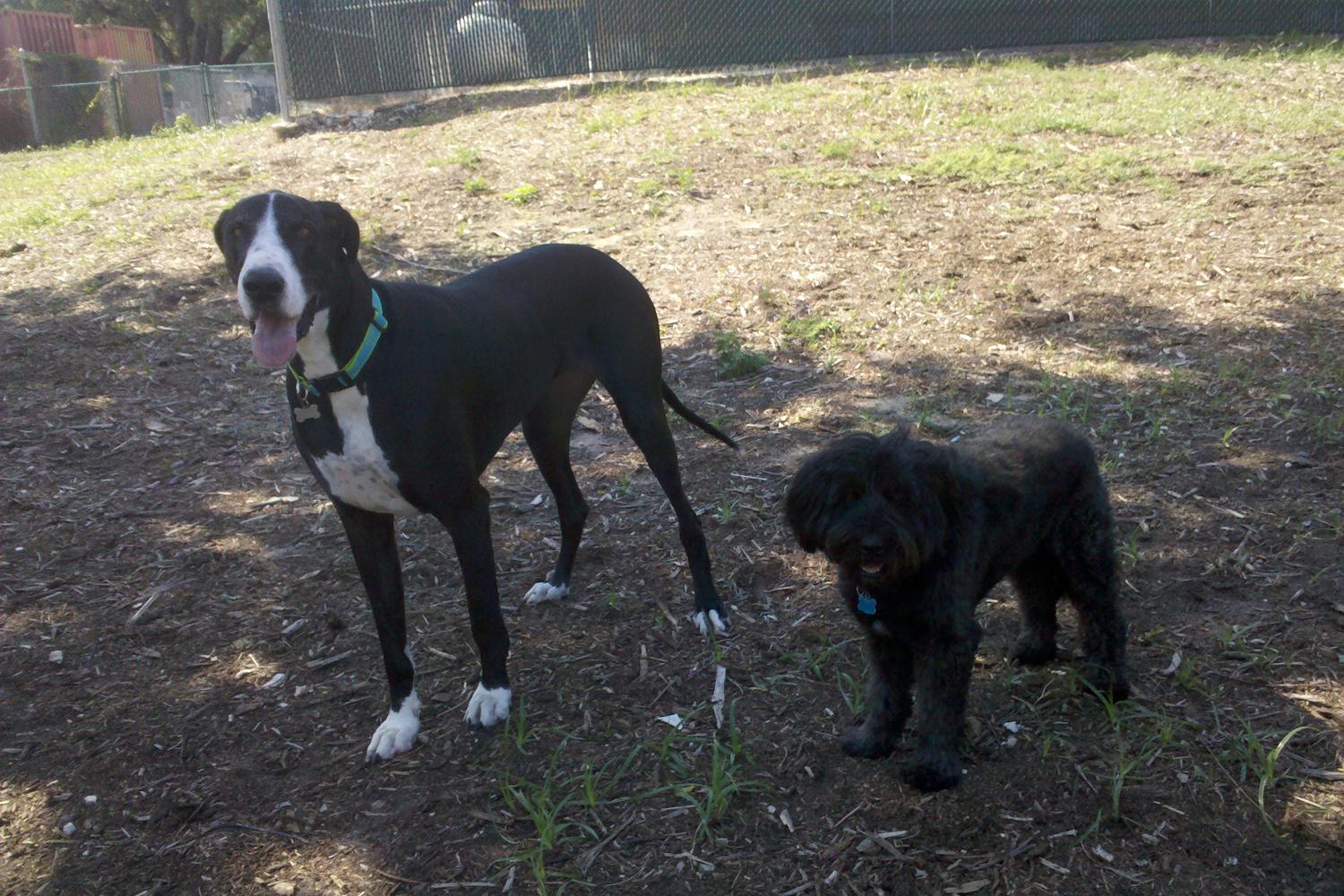 Tybee Island Dog Park near Jaycee Park 2